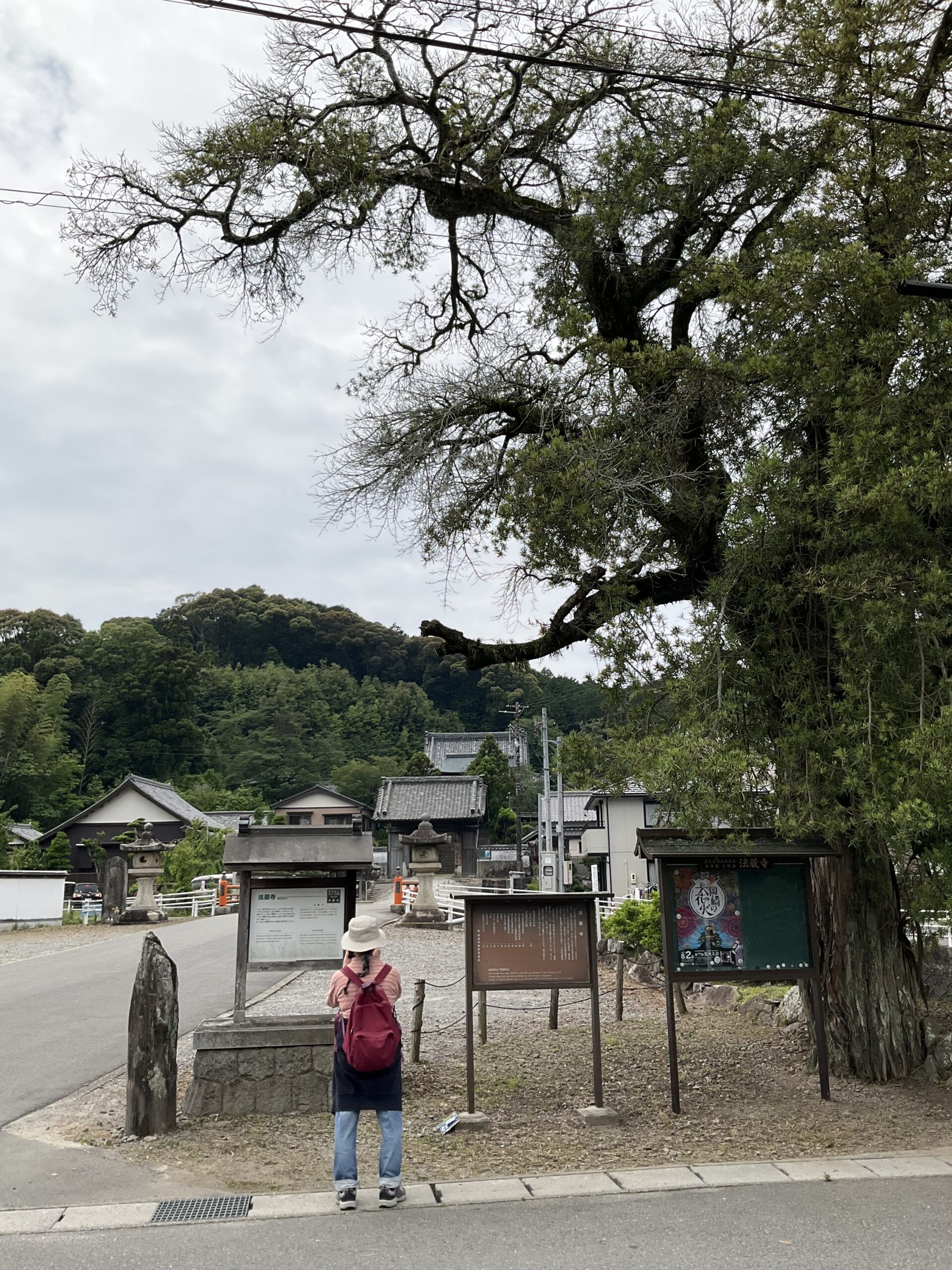 本宿法蔵寺とマキの木